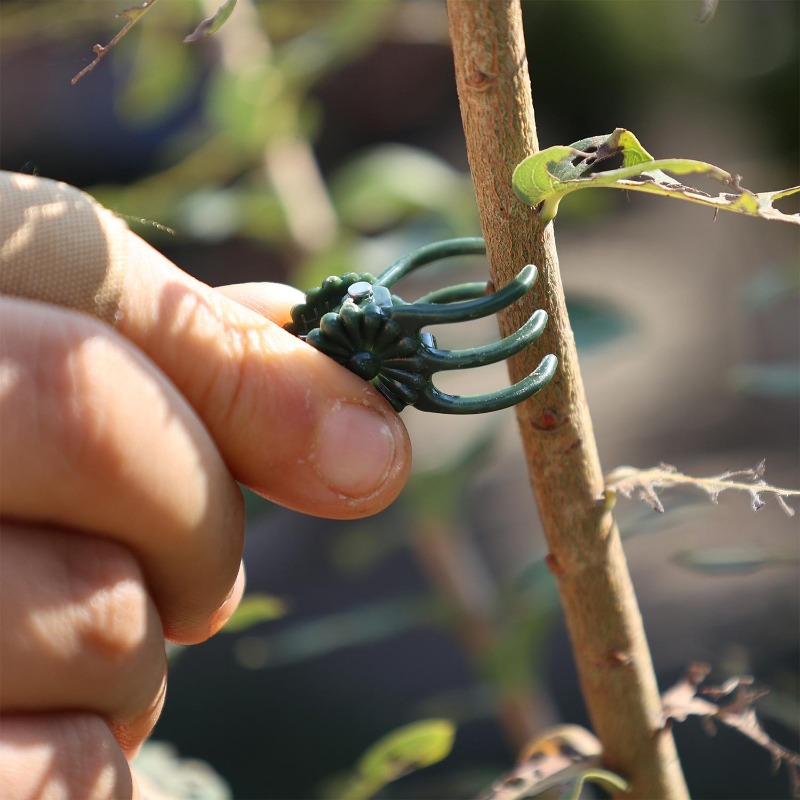 Wholesale Mini Plant Support C - Vine Climbing Plastic recension och pris