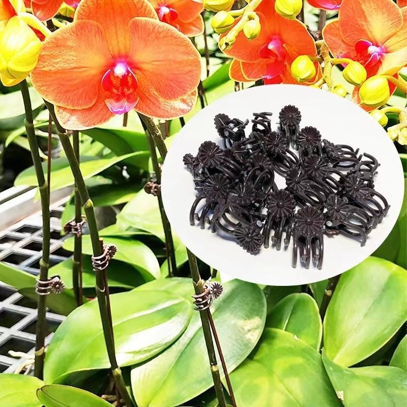 Wholesale Mini Plant Support C - Vine Climbing Plastic recension och pris