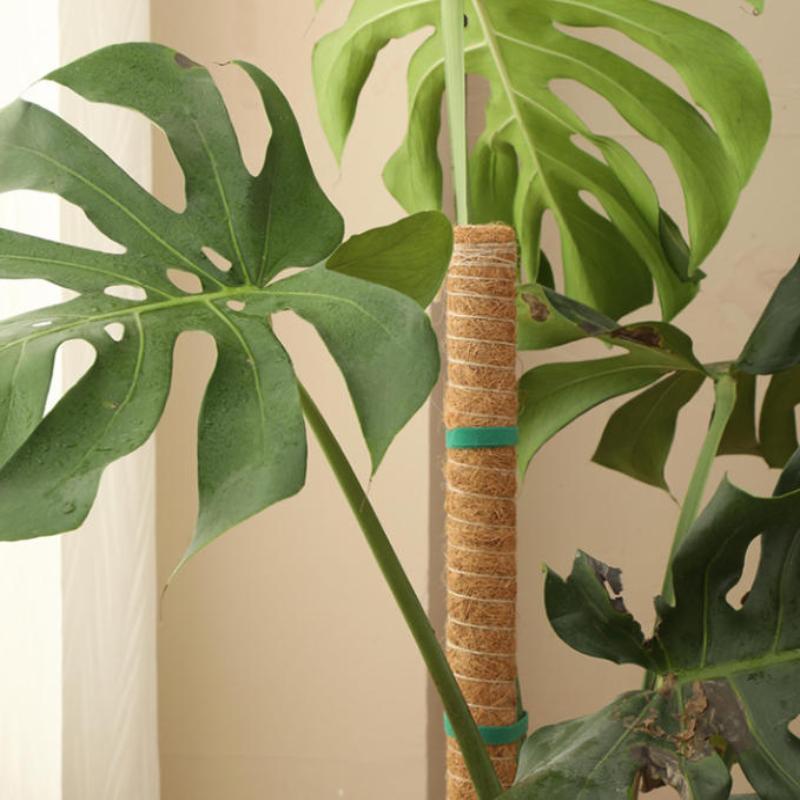 1Pcs Plant Growth Traction Rod - Vine Climbing Plastic recension och pris