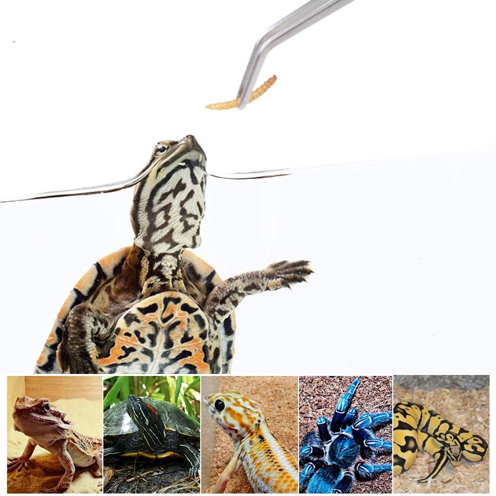 Stainless Steel Reptile Feedin - Feeding Tong Stainless recension och pris
